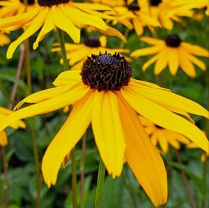 Meet your Posher, Kaylie